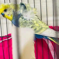 جفت مرغ عشق دوگُل با جوجه|پرنده|بندر ماهشهر, |دیوار