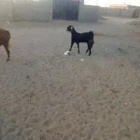 فروشی|حیوانات مزرعه|چابهار, |دیوار