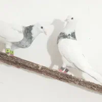 جفت طوقی هفترنگ به زمانته تخمو جوجه