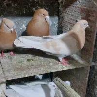 زردای کاشان‌.|پرنده|تویسرکان, |دیوار