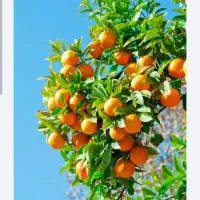 هرس درخت کندن باغچه بریدن درخت پیوند
