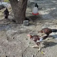 فروش ۳عدد لاری سه تا ۱۴۰۰۰