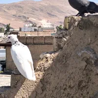 فروش فوری زیر قیمت|پرنده|شیراز, سهل‌آباد|دیوار
