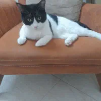 میلو خوشکل و ناز|گربه|شاهرود, |دیوار