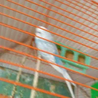 مرق عشق مرغ عشق|پرنده|تهران, حصارک|دیوار