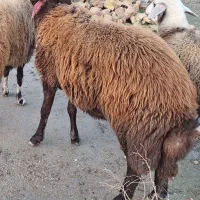 بره قوچ نامبر وان آخر نژاد افشار