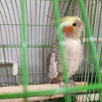 عروسک هلندی نر
