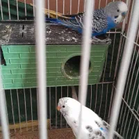 مرغ عشق بشرط معاوضه با عروس هلندی|پرنده|اشتهارد, |دیوار