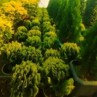 امور باغبانی و گل وگیاه