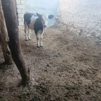 گوساله نر سمینتال گاو