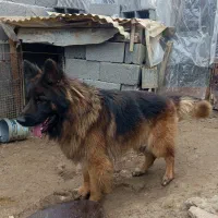 ژرمن نر|سگ|رشت, نظری|دیوار