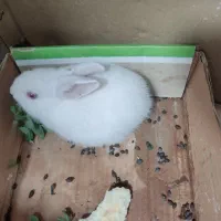 خرگوش سفید و مخملی