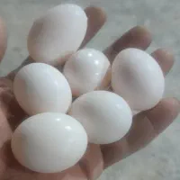فروش ۱۵ عدد تخم کبوتر تازه
