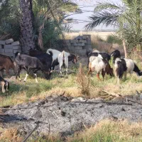 فروش گله بز|حیوانات مزرعه|بهبهان, |دیوار