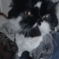 گربه پرشین نر|گربه|تهران, دروازه شمیران|دیوار