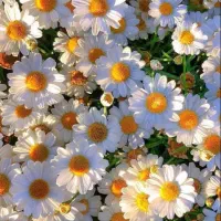 رهن-اجاره-گردخون