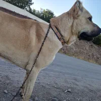 توله نر|سگ|کندوان, |دیوار