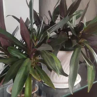 گل پتوس سانسوریایوکاکاج مطبق اشک ملکه برگ بیدی|گل و گیاه طبیعی|لنجان, |دیوار