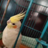 عروس هلندی جفت|پرنده|مهدی شهر, |دیوار