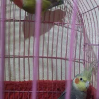 عروس هلندی مرغ عشق|پرنده|شراء, |دیوار