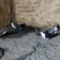 گرفتنی|پرنده|سبزوار, کهنه آب|دیوار