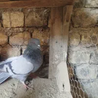 کبوتر اصفهانی|پرنده|برخوار, |دیوار