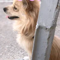 پامر روباهی