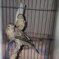 دو عدد جوجه قناری سبز و دارچین