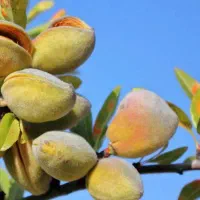 عرضه نهال بادام شکوفه