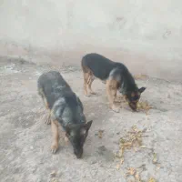 سگ نرو ماده جوان|سگ|الوند, |دیوار