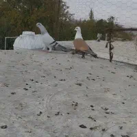 پرنده