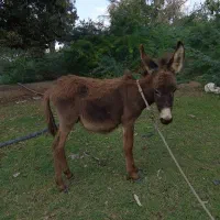 کره الاغ نر|حیوانات مزرعه|میناب, |دیوار