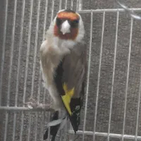 سره نر و ماده