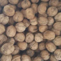 گردو|خوردنی و آشامیدنی|تهران, بوستان سرخه حصار|دیوار