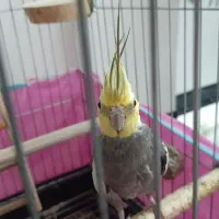 عروس هلندی نر سخنگو