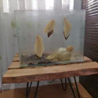 حلزون آچاتینا|خزنده|نشتارود, |دیوار