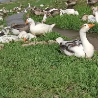غاز و قو غاز