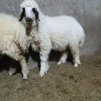 بره|حیوانات مزرعه|شوش, |دیوار