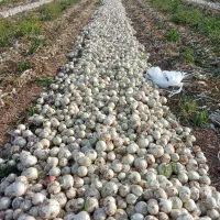 گروه پیازکنی حرفهی جیرفت