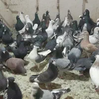 سلام کبوتر پرشی سمت طرقبه