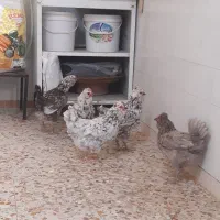 مرغ گلین طوسی