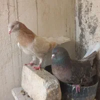 کبوتر اصفهانی دم سفید سرخ وسیاه  سنجابی
