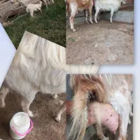بز سانن شرکتی و محلی شیری