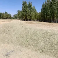 علوفه  تازه وسبز،همراه بایونجه