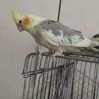 عروس هلندی دون خور ۳ ماهه