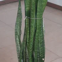 گل سانسوریا