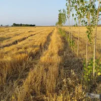 زمین-برای-باغ-و-بر-کمربندی-جدید-3کیلومتری-شهر