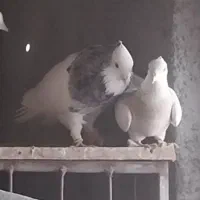 طوقی هفت رنگ ) تماس توضیحات|پرنده|قزوین, |دیوار