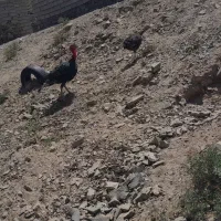 بقلمو