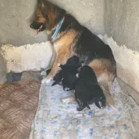 توله ژرمن شولاین